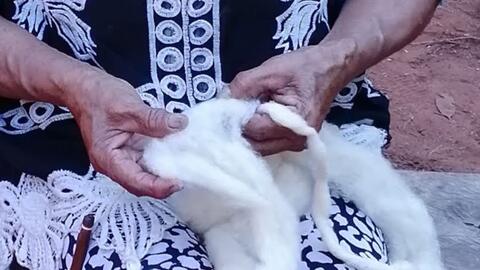 Algodon textil