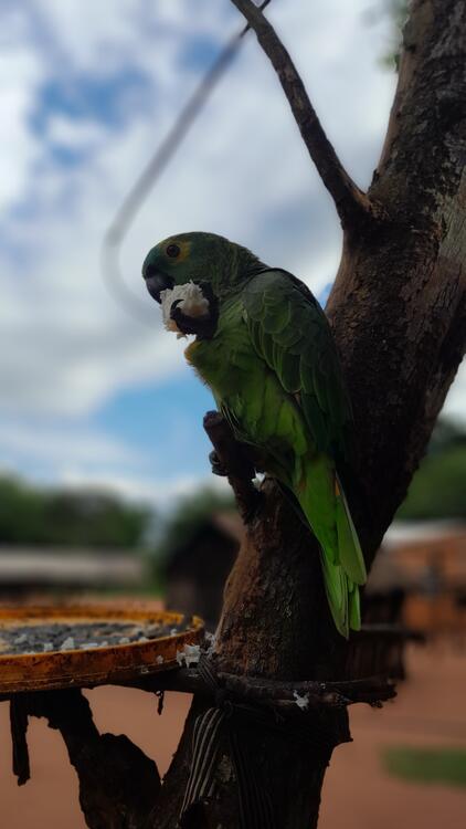 Loro Loro